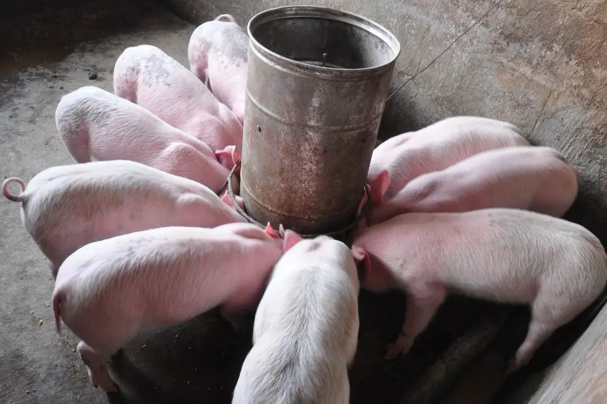 四、还有一些猪肉骚味的原因就是现在猪饲料添加了一些激素造成的。