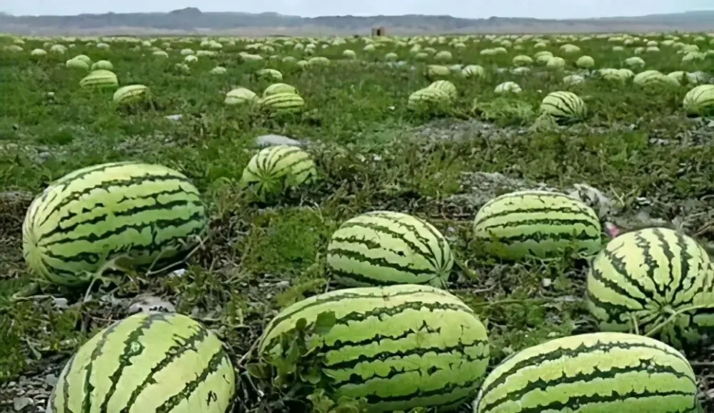 无水的沙漠里，却长出了西瓜，为何无人敢吃？本地导游：你试试？