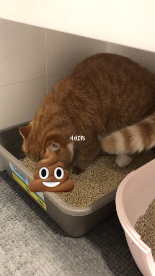 猫咪为什么总是在猫砂盆外拉便？
