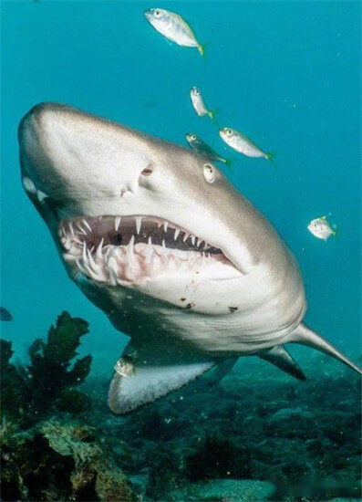 十大凶猛鲨鱼排名，虎鲨排第三，第二被称为噬人鲨
