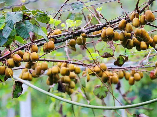 猕猴桃高产栽培技术
