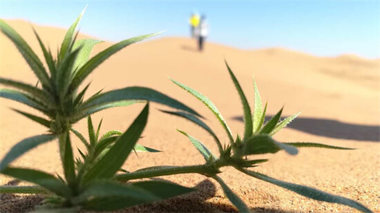 十大生命力顽强的植物 仙人掌上榜，第一被誉为“沙漠守护神”