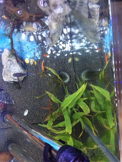鱼缸里种什么种类的水草最容易打理? ？